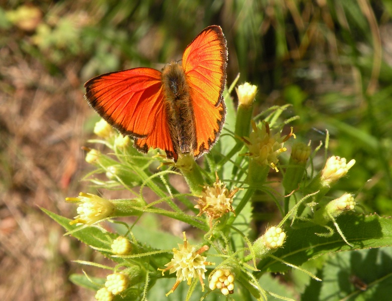 Lycaena virgaureae